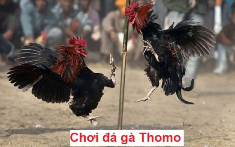 Kinh nghiệm cược đá gà Thomo