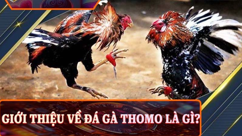 Tìm hiểu về đá gà Thomo